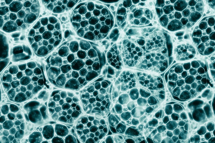 Biomaterials vs Tissue engineering